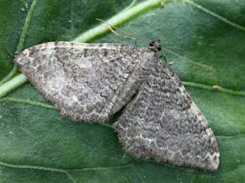 Rheumaptera montivagata Dup. adulte - �Daniel Morel & Lionel Taurand