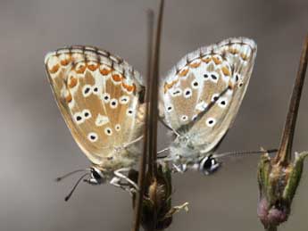 Aricia morronensis Ribbe adulte - �Emmanuel Ruiz