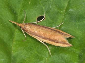 Donacaula mucronella D. & S. adulte - �Philippe Mothiron