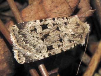 Chersotis multangula Hb. adulte - �Jean-Pierre Lamoline