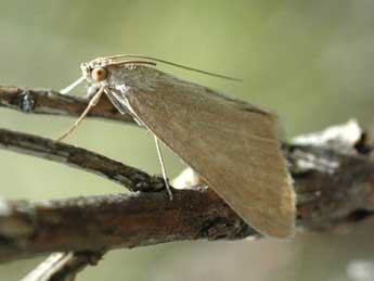 Evergestis mundalis Gn. adulte - �Alain Cama