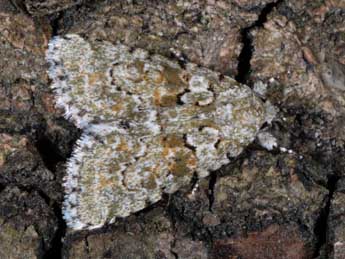 Bryopsis muralis Forst. adulte - �Alexis Borges