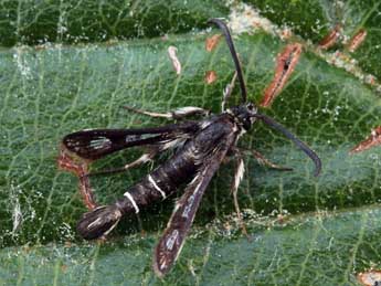 Pyropteron muscaeforme Esp. adulte - �Daniel Morel