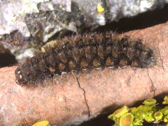  Chenille de Pelosia muscerda Hfn. - �Wolfgang Wagner, www.pyrgus.de