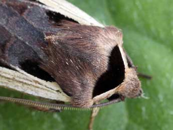 Dichagyris musiva Hb. adulte - �Daniel Morel