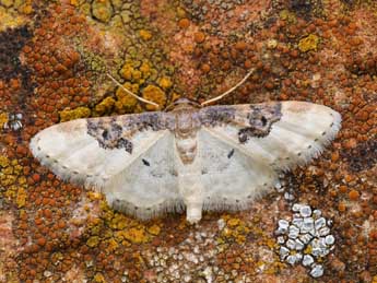 Idaea mustelata Gump. adulte - �Lionel Taurand