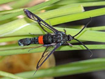 Synanthedon myopaeformis Bkh. adulte - �Jean-Paul Coat