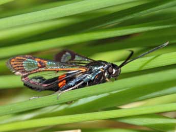 Synanthedon myopaeformis Bkh. adulte - �Jean-Paul Coat