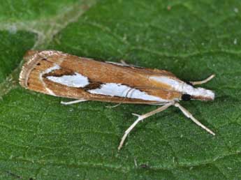 Catoptria mytilella Hb. adulte - �Philippe Mothiron