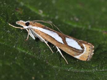Catoptria mytilella Hb. adulte - �Philippe Mothiron