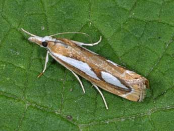 Catoptria mytilella Hb. adulte - �Philippe Mothiron