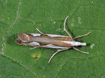 Catoptria mytilella Hb. adulte - �Philippe Mothiron