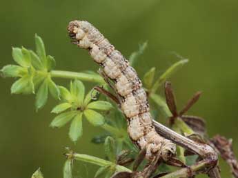  Chenille de Nebula nebulata Tr. - �Lionel Taurand