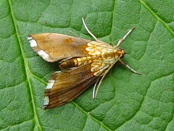 Agrotera nemoralis Scop. adulte - �Nicole Lepertel