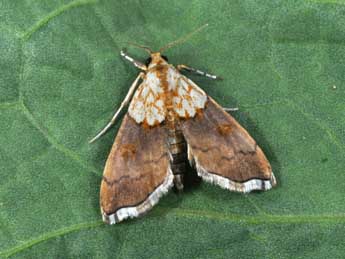 Agrotera nemoralis Scop. adulte - �Philippe Mothiron