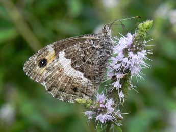 Hipparchia neomiris God. adulte - �Philippe Mothiron