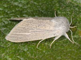 Acronicta nervosa D. & S. adulte - �Wolfgang Wagner, www.pyrgus.de