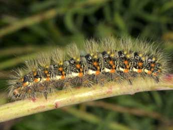  Chenille de Acronicta nervosa D. & S. - �Wolfgang Wagner, www.pyrgus.de