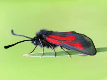 Zygaena nevadensis Rbr adulte - �Emmanuel Ruiz