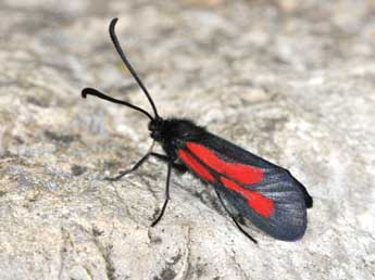 Zygaena nevadensis Rbr adulte - �Philippe Mothiron