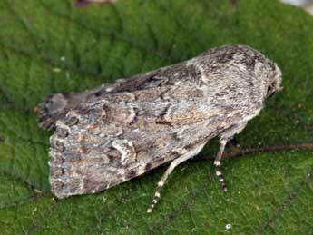 Luperina nickerlii Frr adulte - �Daniel Morel