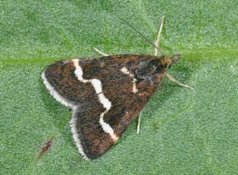 Pyrausta nigrata Scop. adulte - �Philippe Mothiron