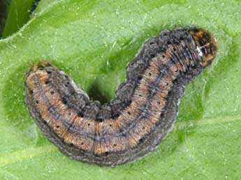  Chenille de Euxoa nigricans L. - �Wolfgang Wagner, www.pyrgus.de