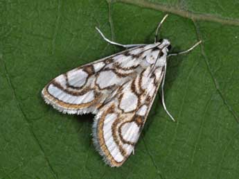 Nymphula nitidulata Hfn. adulte - �Philippe Mothiron