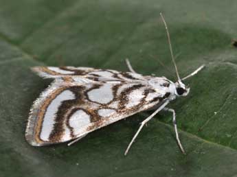 Nymphula nitidulata Hfn. adulte - �Philippe Mothiron