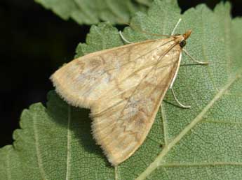 Ostrinia nubilalis Hb. adulte - �Tristan Lafranchis