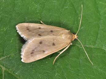 Achyra nudalis Hb. adulte - �Philippe Mothiron