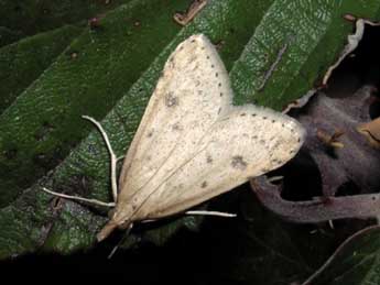 Udea numeralis Hb. adulte - �Jean-Pierre Lamoline