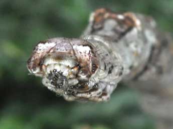  Chenille de Menophra nycthemeraria Gey. - �Philippe Mothiron