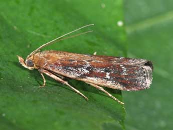 Uncinus obductellus Z. adulte - �Philippe Mothiron