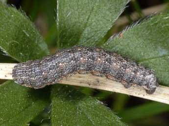  Chenille de Gnophos obfuscata D. & S. - �Wolfgang Wagner, www.pyrgus.de