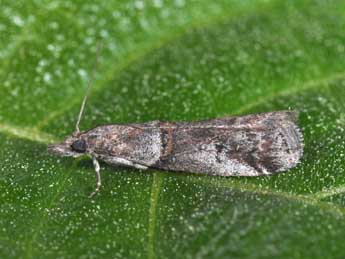 Acrobasis obliqua Z. adulte - �Philippe Mothiron