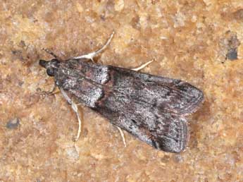 Acrobasis obliqua Z. adulte - �Philippe Mothiron