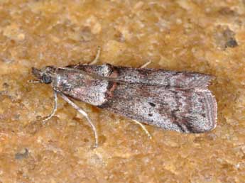 Acrobasis obliqua Z. adulte - �Philippe Mothiron