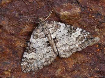 Perizoma obsoletata H.-S. adulte - �Lionel Taurand