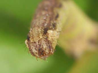  Chenille de Nycterosea obstipata F. - �Philippe Mothiron