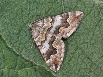 Scotopteryx obvallaria Mab. adulte - �Philippe Mothiron