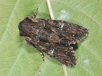 Mniotype occidentalis Yela & al. adulte - �Philippe Mothiron