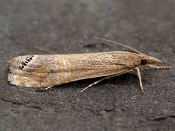 Euchromius ocellea Hw. adulte - �Paul Harris