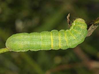  Chenille de Xestia ochreago Hb. - �Wolfgang Wagner, www.pyrgus.de