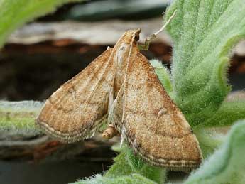 Metasia olbienalis Gn. adulte - �Friedmar Graf
