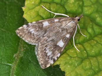 Udea olivalis D. & S. adulte - �Philippe Mothiron