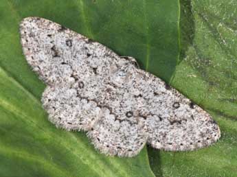 Charissa onustaria H.-S. adulte - �Philippe Mothiron