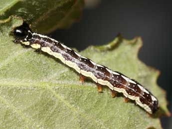  Chenille de Dicycla oo L. - �Emmanuel Ruiz