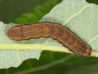  Chenille de Orthosia opima Hb. - �Wolfgang Wagner, www.pyrgus.de
