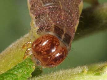  Chenille de Orthosia opima Hb. - �Wolfgang Wagner, www.pyrgus.de